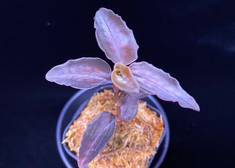 Cystorchis stenoglossa シストーチス ステノグロッサ | 369の杜(ミ