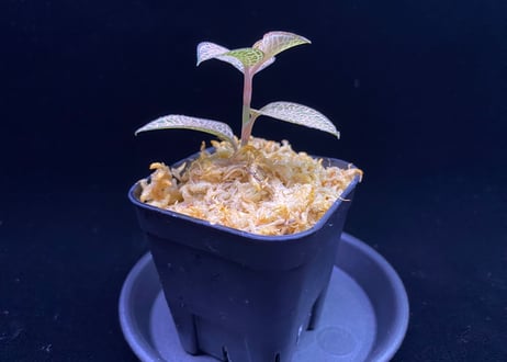 Anoectochilus roxburghii "Gold Vein Type"  アネクトキルス ロクスバーギー "ゴールドベインタイプ" (小サイズ)