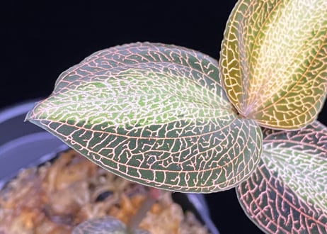Anoectochilus roxburghi "Sunlight" アネクトキルス ロクスバーギー "サンライト"②