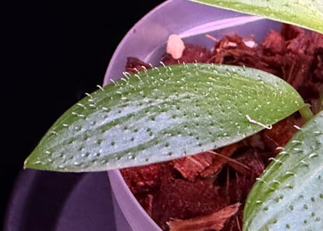 Homalomena hasei “狐尾” Aceh. Sumatera 【 LA0616-04 】LA便