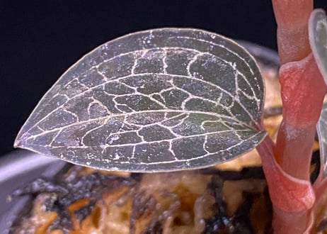 Anoectochilus Silver silkアネクトキルス シルバーシルク