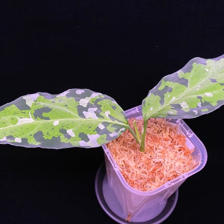 アグラオネマピクタム　LA便　LA0913-1SS aglaonema Yahoo!オークション - LA便 アグラオネマ Aglaonema pictum
