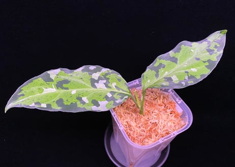 極美株】Aglaonema pictum tricolor 極美株】Aglaonema pictum tricolor