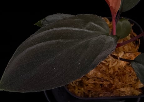 Homalomena sp. Kabupaten Landak Kalimantan Barat T-3810-2　TZ便
