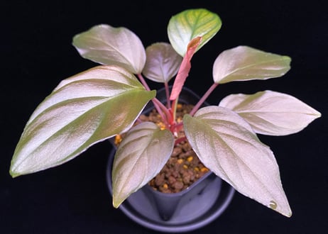 ビロウヤシ Homalomena sp. “春雷” Ache sumatera 【TZ】 LA便 Homalomena sp“黒兎