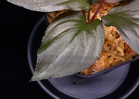 Homalomena sp. 黒錦　Sumatera Utara【ZOE0225-2p】
