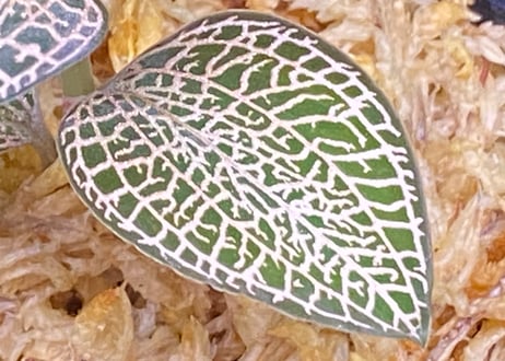 Anoectochilus roxburghii "Gold Vein Type"  アネクトキルス ロクスバーギー "ゴールドベインタイプ" (小サイズ)