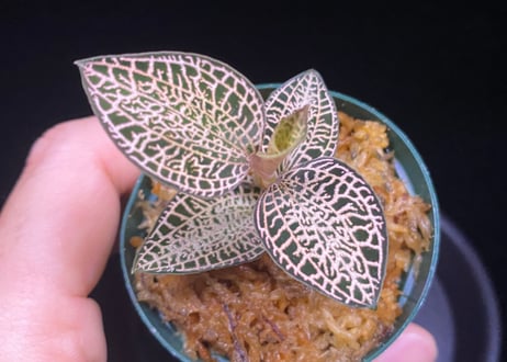 Anoectochilus roxburghii "Gold Vein Type"  アネクトキルス ロクスバーギー "ゴールドベインタイプ"①