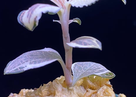 Anoectochilus sp アネクトキルスsp斑入り (小サイズ)