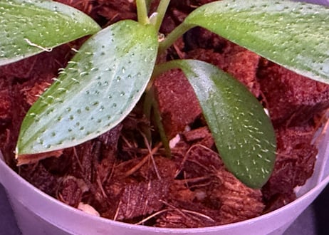 Homalomena hasei “狐尾” Aceh. Sumatera 【 LA0616-04 】LA便