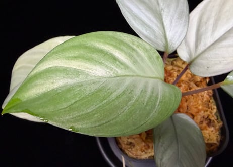 Homalomena sp "Silver Muska" from Aceh Besar【 AZ0324-2】AZ便