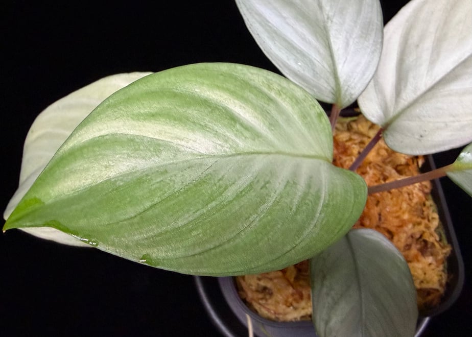 6996374cb3910ebaefbb3291