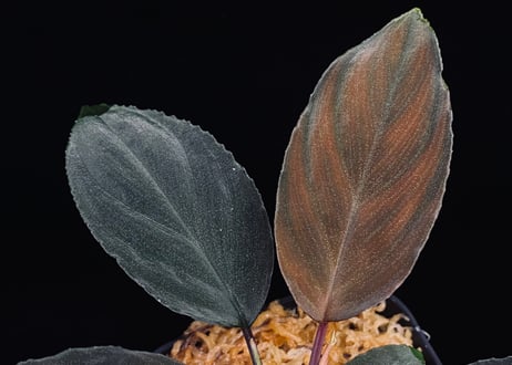 Homalomena sp. Kabupaten Landak Kalimantan Barat T-3810-2　TZ便