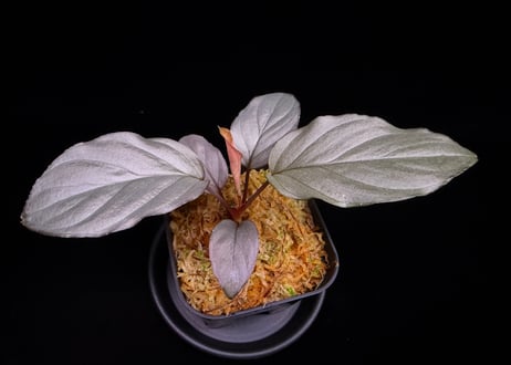 CATEGORY Homalomena | 369の杜(ミロクのもり)