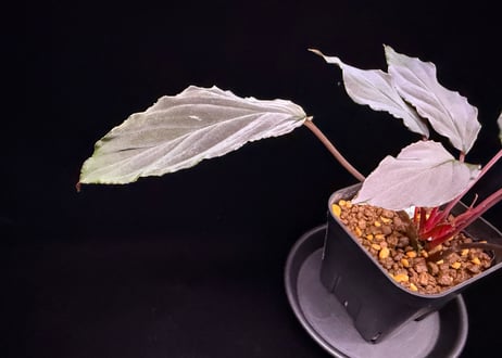 Homalomena sp. 蛇蝎　Sumatera Utara【ZOE0924-7p】トイ吉便