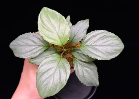 Homalomena sp. Bengkulu Sumatra T-140523 Di belakang gunung "グリーンシルバーリーフ" TZ便
