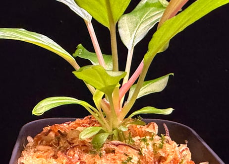 第三弾　Homalomena Hybrid【M0125-f1】