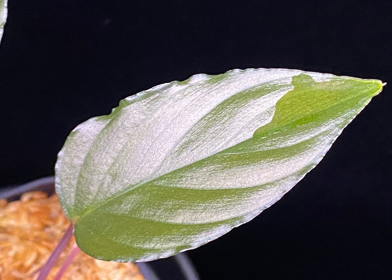 Homalomena sp from Lahat 【AZ1123-1】AZ便 | 369の杜(