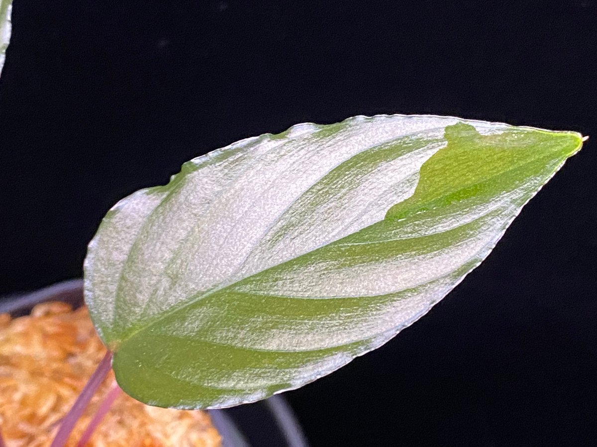 Homalomena sp from Lahat 【AZ1123-1】AZ便 | 369の杜(