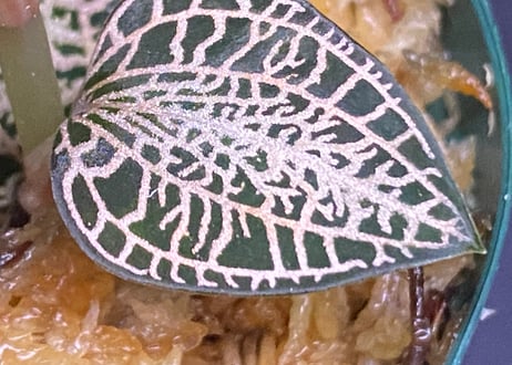 Anoectochilus roxburghii "Gold Vein Type"  アネクトキルス ロクスバーギー "ゴールドベインタイプ"①