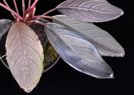 bucephalandra sp. dark achilles ブセファランドラ ダークアキレス