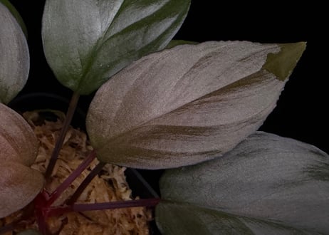 Homalomena sp. Bengkulu Sumatra T-140523 Di belakang gunung "モスグリーンリーフ" TZ便