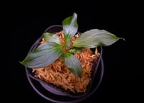 第三弾　Homalomena Hybrid【M0125-f1】