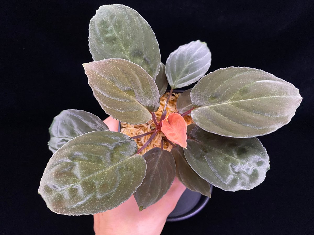 熱帯植物　AZ便正規タグ付　ホマロメナsp.\"サンシャイン\"　2 homalomena sp.susukino AZ便 - メルカリ