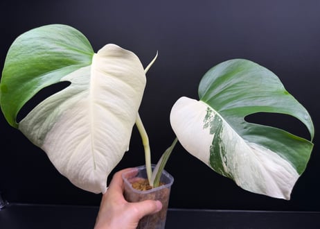 Monstera borsigiana whitetiger halfmoon