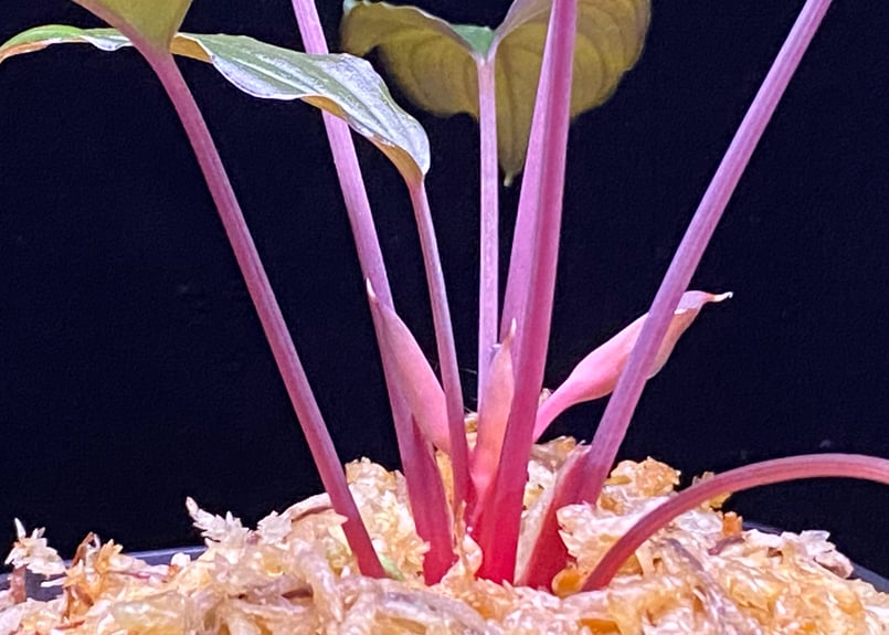 Homalomena sp from Lahat 【AZ1123-1】AZ便 | 369の杜(