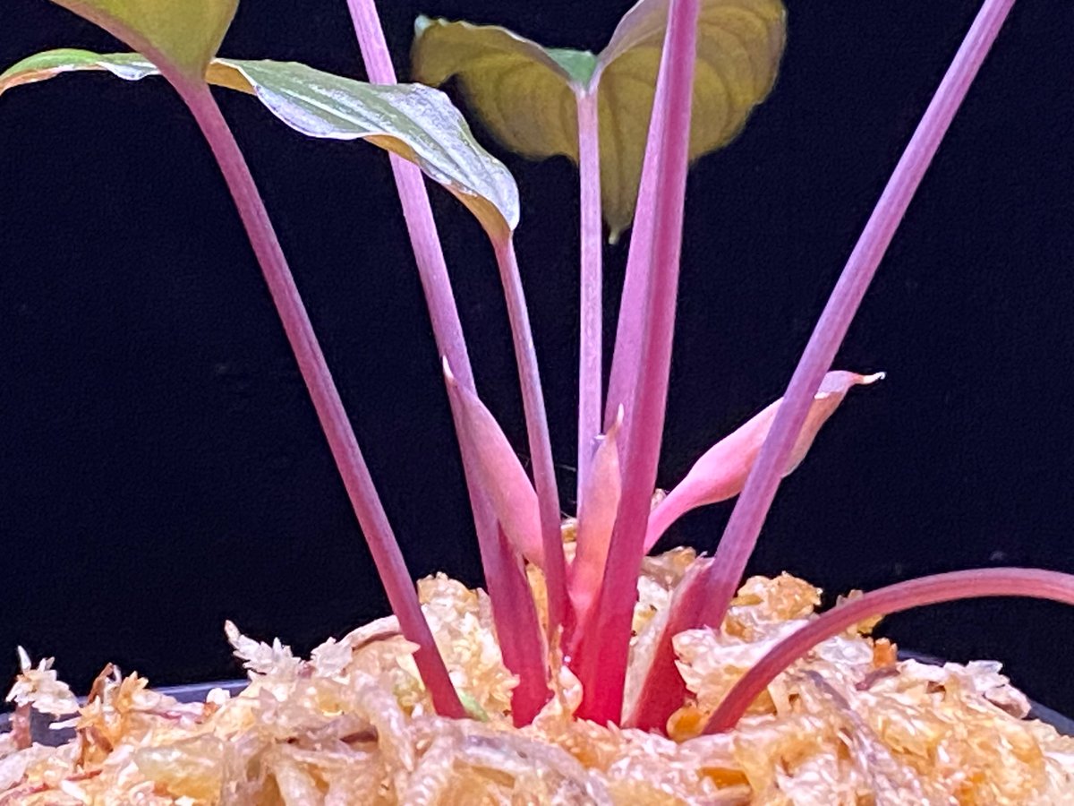 ホマロメナ / Homalomena sp.\"青芒果\" PP便 Yahoo!オークション - 【正規タグ付】Homalomena sp. “青芒果” PP-23