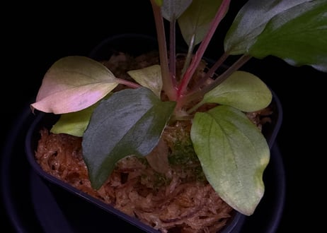 第一弾　Homalomena Hybrid【M0324-f1】