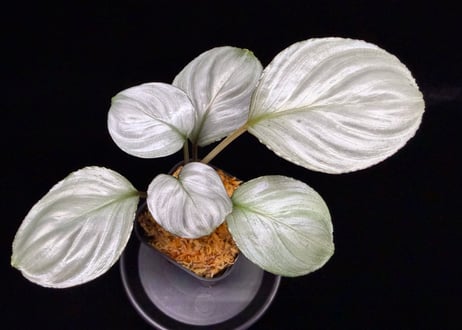 Homalomena sp. "Aluminium" Kota Payakumbuh Sumatera Barat