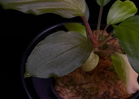 第一弾　Homalomena Hybrid【M0324-f1】