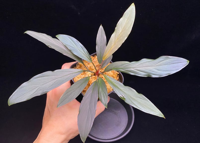 ホマロメナsp.“濡烏” Homalomena【LA0518-02】 ホマロメナsp.“濡烏” Homalomena【LA0518-02】No-001 | ブルー