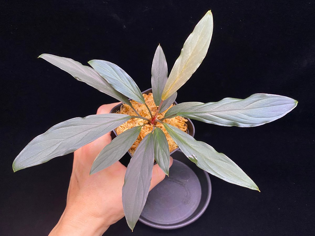 Homalomena sp.“濡烏” 【LA0518-02】 Homalomena sp. “濡烏” Riau sumatera【LA0518-02】LA便