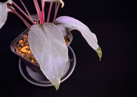 Homalomena sp. 蛇蝎　Sumatera Utara【ZOE0924-7p】トイ吉便