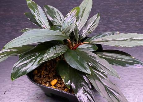 第三弾　Homalomena Hybrid【M0125-f1】