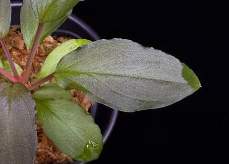 第一弾　Homalomena Hybrid【M0324-f1】