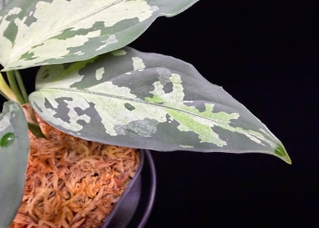 Aglaonema pictum(KKF0222-fi-2/7) LA便