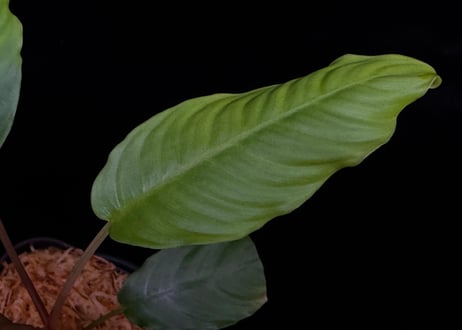 Schismatoglottis sp."Typel"BNN from Sibolga timur【AZ0225-9】AZ便