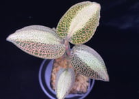 Anoectochilus roxburghi "Sunlight" アネクトキルス ロクスバーギー "サンライト"①