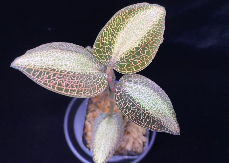 Anoectochilus roxburghi 