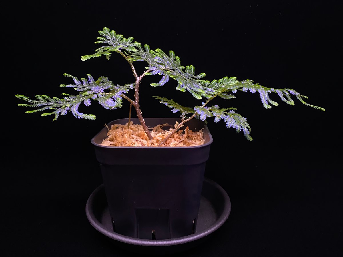 ADA LAB セラギネラ ウィルデノウィ バリエガータ セラギネラ・ウィルデノウィ・バリエガータ