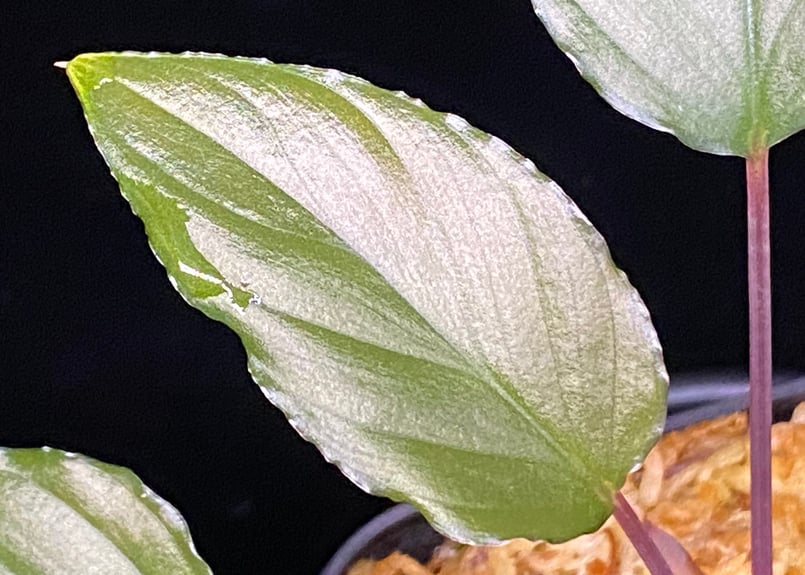 Homalomena sp from Lahat 【AZ1123-1】AZ便 | 369の杜(