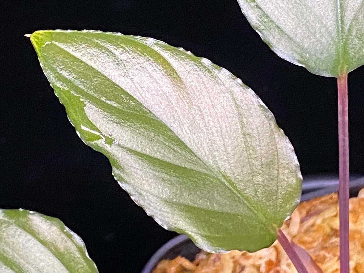 Homalomena sp from Lahat 【AZ1123-1】AZ便 | 369の杜(