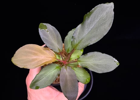 第一弾　Homalomena Hybrid【M0324-f1】