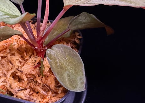 Homalomena sp "Sunshine "B.NN from Sibolga timur【AZ1223-2】 AZ便