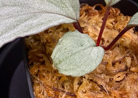 Homalomena “RGx月輪” 【LA-hyb.22-20】LA便