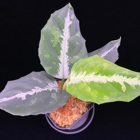 アグラオネマピクタム　LA便　LA0913-1SS aglaonema Yahoo!オークション - LA便 Aglaonema pictum tricolor しるば